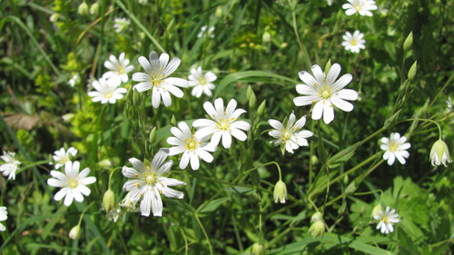 Addersmeat (Rabelera holostea)