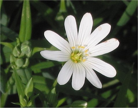 Addersmeat: Stellaria holostea (Grote muur):