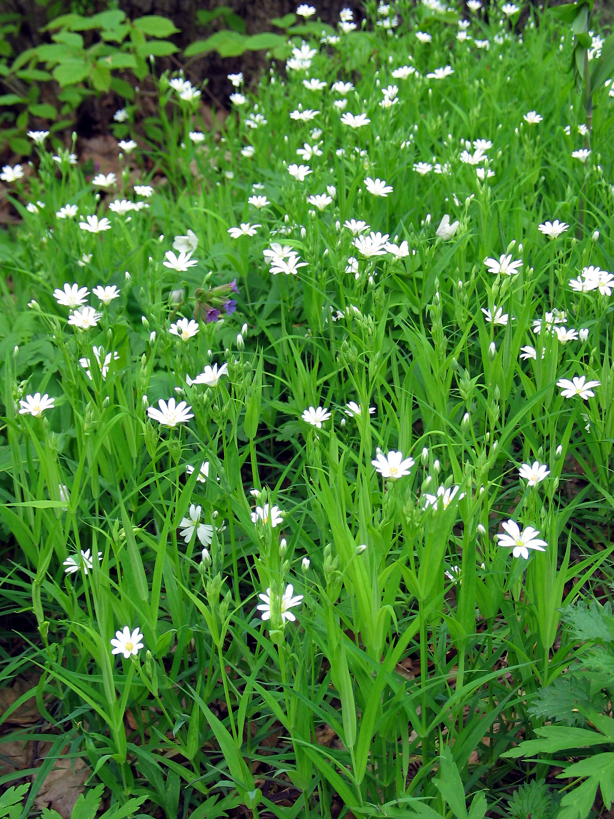 Addersmeat: Addersmeat ( Stellaria holostea ) in Bielany-Tyniec Landscape Park, Cracow, Poland.