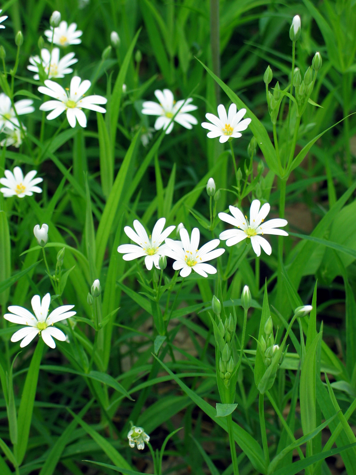 Addersmeat: Addersmeat ( Stellaria holostea ) in Bielany-Tyniec Landscape Park, Cracow, Poland.