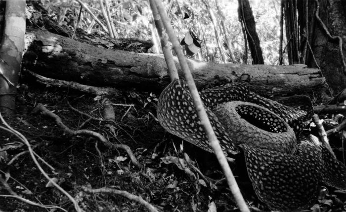 Corpse lily: Foto. Rafflesia Arnoldi