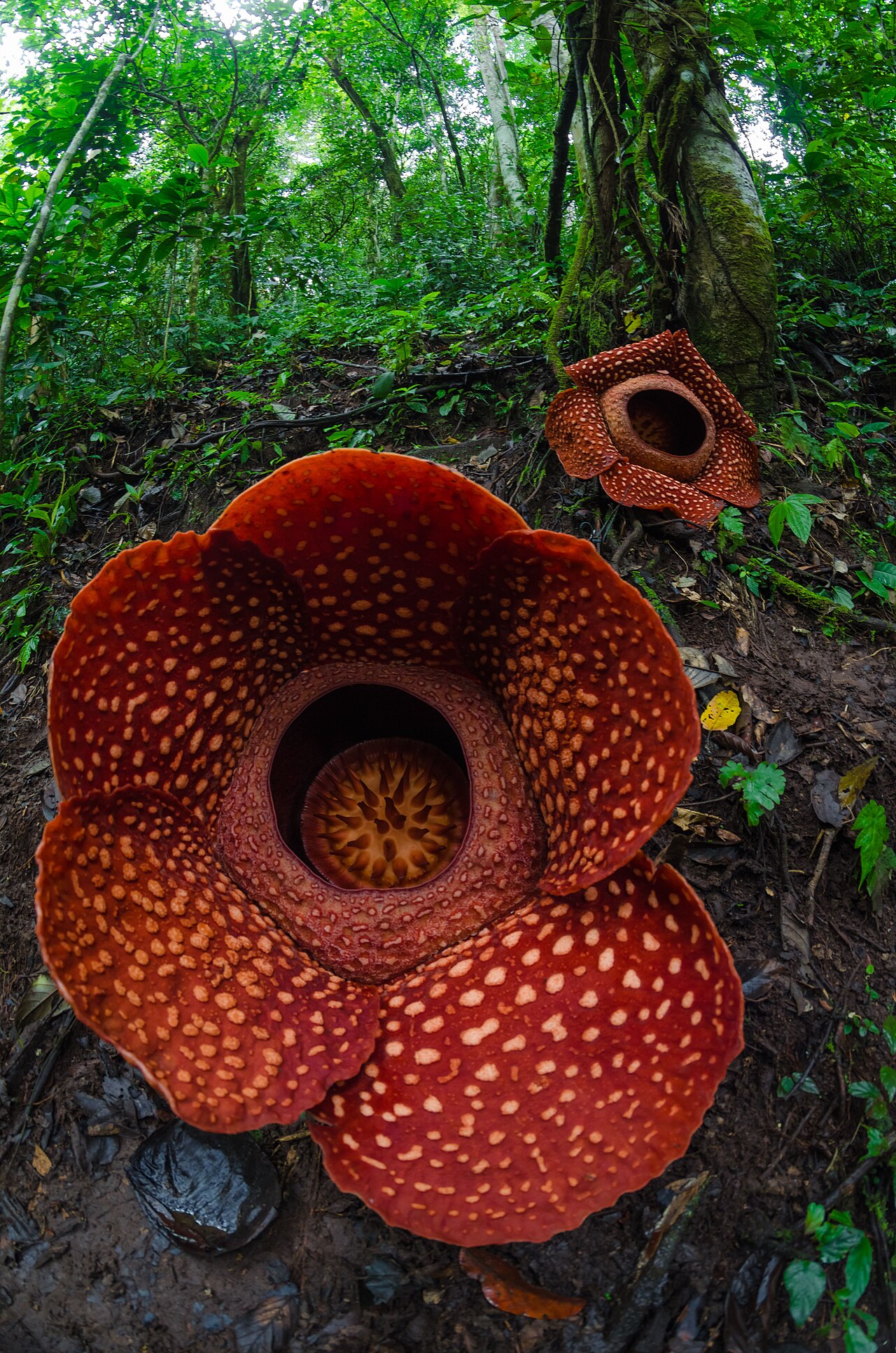 Corpse lily: Rafflesia Arnoldii, the giant rare flower. Photo Location : Batang Palupuah, West Sumatra, Indonesia.