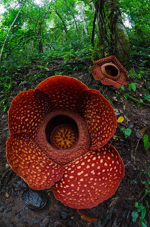Corpse lily: Rafflesia Arnoldii, the giant rare flower. Photo Location : Batang Palupuah, West Sumatra, Indonesia.