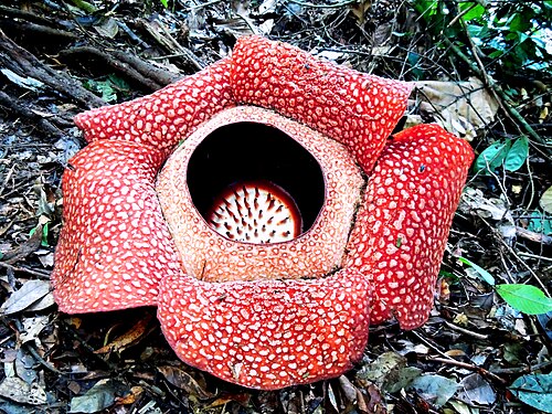 Corpse lily: Rafflesia arnoldi Giant Flower