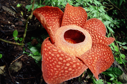 Corpse lily: Rafflesia arnoldii . Picture taken east of the Lake Maninjau, Sumatra, Indonesia.