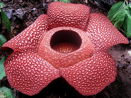 Corpse lily: Rafflesia arnoldi