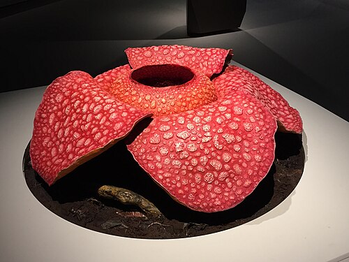 Corpse lily: A model of a Rafflesia arnoldii flower in the Lee Kong Chian Natural History Museum at the National University of Singapore .