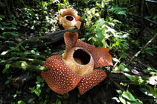 Corpse lily: Dua Rafflesia arnoldii mekar di habitatnya di Hutan Lindung Bukit Daun Register 5 Desa Tebat Monok Kabupaten Kepahiang Provinsi Bengkulu pada 21 April 2015. Raf