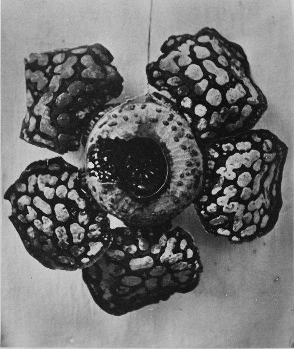Corpse lily: Foto. Deze foto is gemaakt tijdens de Sumatra Expeditie van 1877-1879. Landschappen uit de Padangsche Bovenlanden.. De bloem van de plant Rafflesia Arnoldi, fot