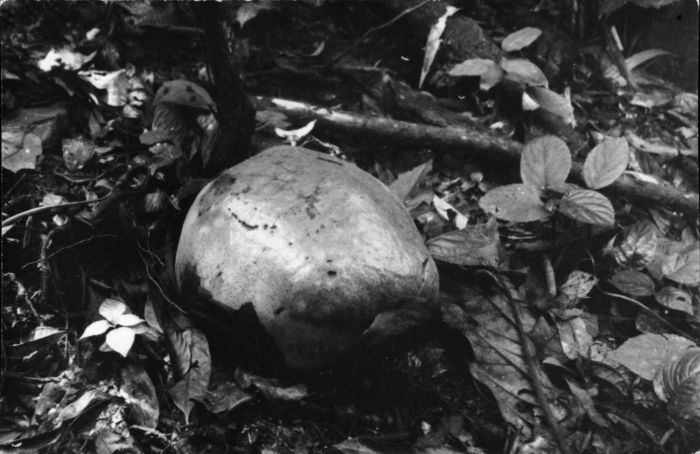 Corpse lily: Foto. De knop van een Rafflesia Arnoldi staat op het punt van uitkomen