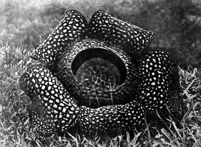 Corpse lily: Repronegatief. Rafflesia Arnoldi Rob Brown