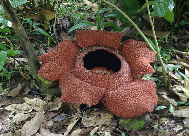 Corpse lily: The Rafflesia - Rafflesia arnoldii - The largest flower of the world