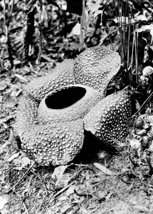 Corpse lily: Repronegatief. Rafflesia Arnoldi Rob Brown in natuurpark nabij Soebajanam, Sumatra.