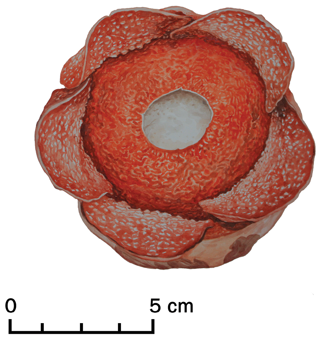 R. consueloae: Colour illustration of Rafflesia consueloae Galindon, Ong & Fernando based on the holotype, Fernando & Galindon 3373