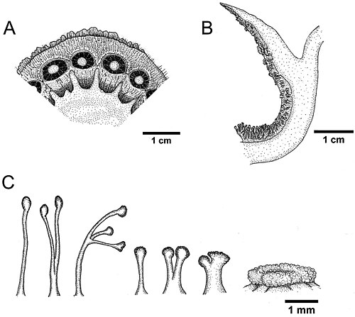R. consueloae: Line drawings of Rafflesia consueloae Galindon, Ong, & Fernando. A Anthers underneath disk B Thin section of perigone tube showing details of ramenta C Lower, m