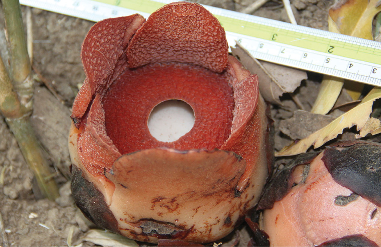 R. consueloae: Rafflesia consueloae Galindon, Ong & Fernando. Open flower.