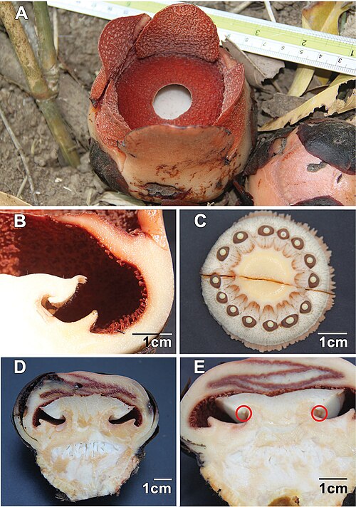 R. consueloae: Rafflesia consueloae Galindon, Ong & Fernando. A: Open flower B: Longitudinal section of flower showing details of ramenta C: Cross section through column neck 