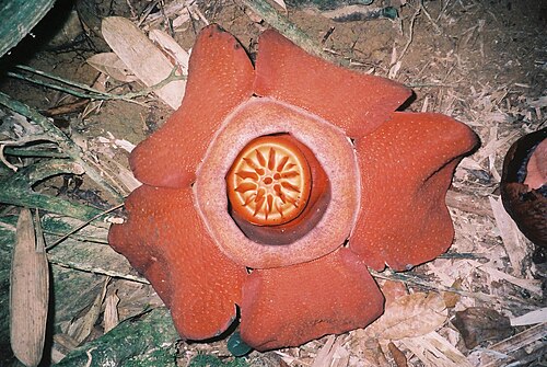 Rafflesia kerrii (Rafflesia kerrii)