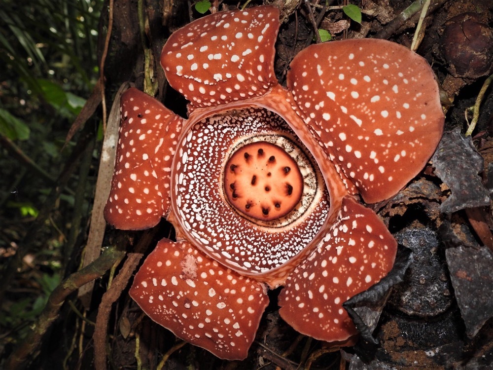 R. lagascae: Rafflesia lagascae