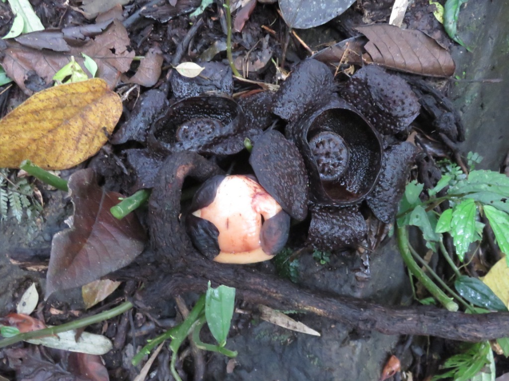 R. lagascae: Rafflesia lagascae.