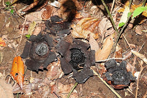 R. lagascae: Rafflesia lagascae