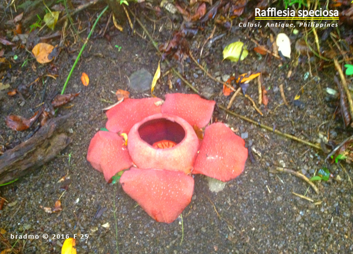 R. speciosa: world's largest flower