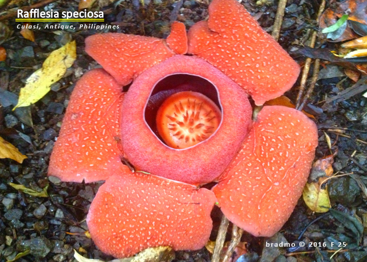 R. speciosa: world's largest flower