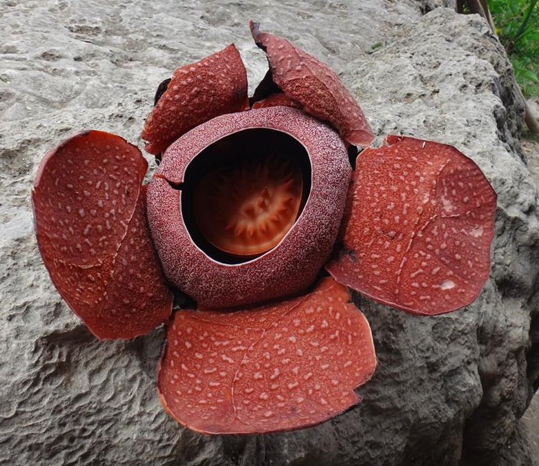 R. speciosa: This is a bloom of Rafflesia speciosa from Barangay Ongyod, Miagao, Iloilo