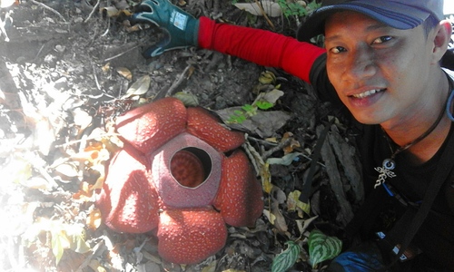 R. speciosa (Rafflesia speciosa)