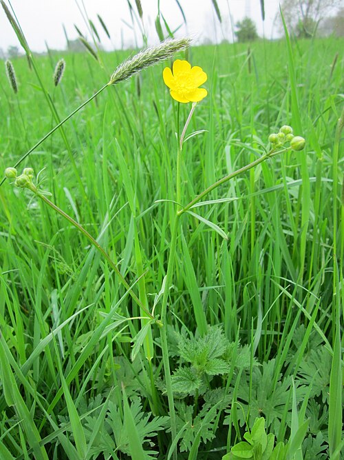 Tall buttercup: Scharfer Hahnenfuß ( Ranunculus acris ) auf den Kisselwiesen bei Reilingen