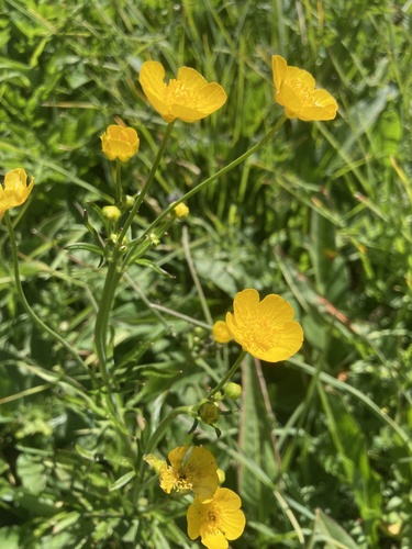 Tall buttercup (Ranunculus acris)