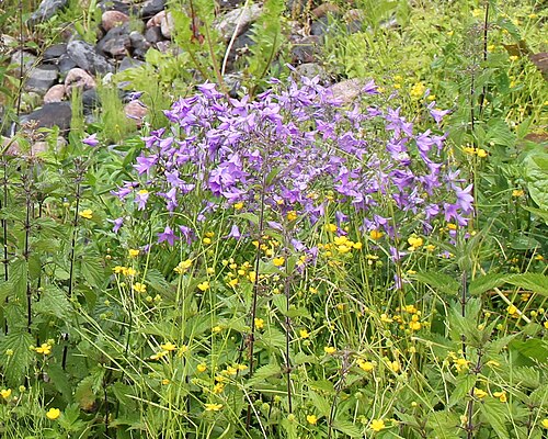 Tall buttercup: Campanula patula & Ranunculus acris, Fiskars, Pohja, Raasepori
