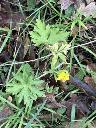 Tall buttercup (Ranunculus acris)