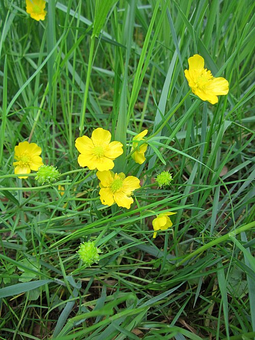 Tall buttercup: Scharfer Hahnenfuß ( Ranunculus acris ) auf den Kisselwiesen bei Reilingen