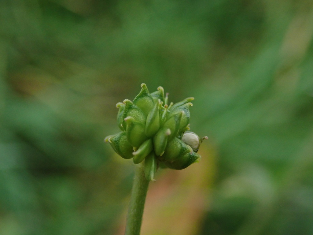 Tall buttercup (Ranunculus acris)