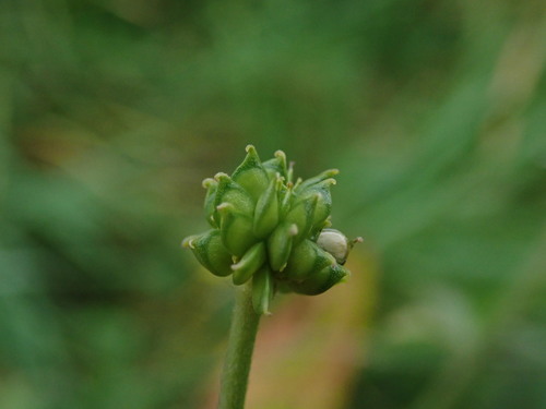 Tall buttercup