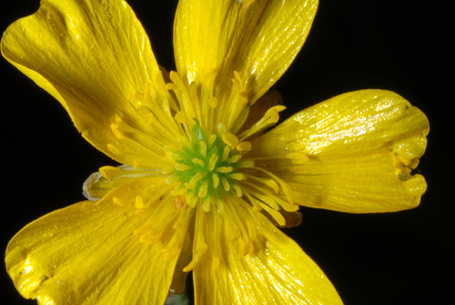 Tall buttercup (Ranunculus acris)