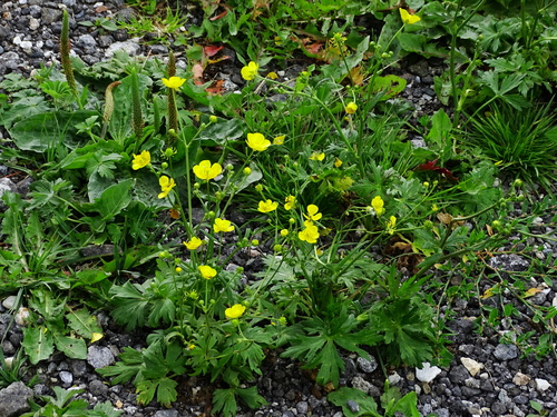 Tall buttercup (Ranunculus acris)