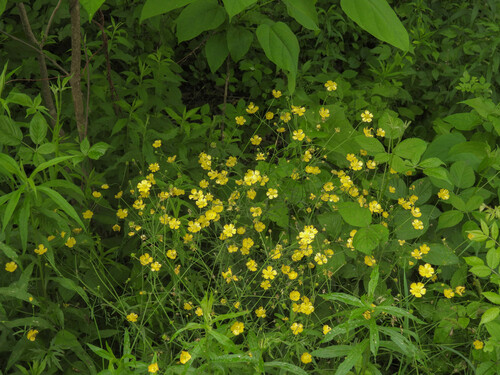 Tall buttercup (Ranunculus acris)
