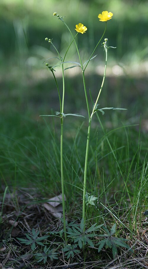 Tall buttercup: Niittyleinikki, Ranunculus acris