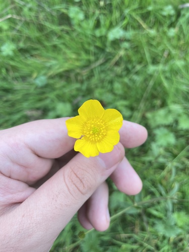 Tall buttercup (Ranunculus acris)