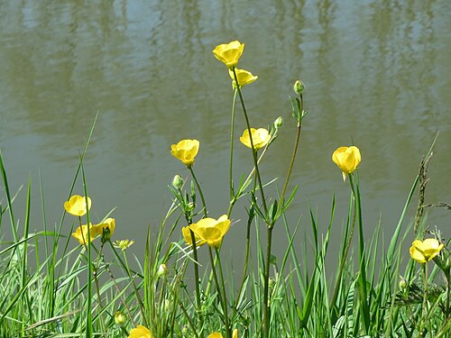 Tall buttercup: Scharfer Hahnenfuß ( Ranunculus acris ) am Staden in Saarbrücken