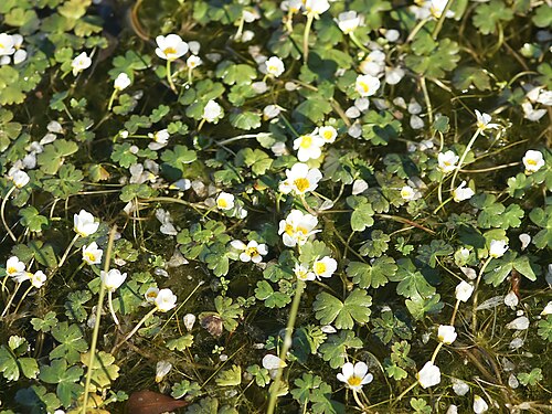 Common water-crowfoot: Common water-crowfoot close to Urzulei on the SS125 road, Sardinia, Italy