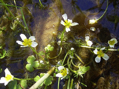 Common water-crowfoot (Ranunculus aquatilis)