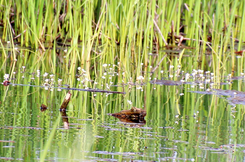 Common water-crowfoot (Ranunculus aquatilis)