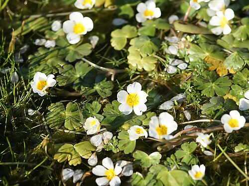 Common water-crowfoot: Common water-crowfoot close to Urzulei on the SS125 road, Sardinia, Italy