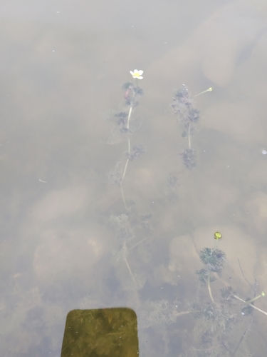 Common water-crowfoot (Ranunculus aquatilis)