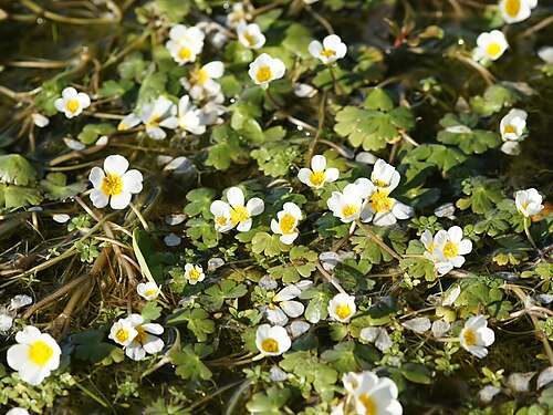 Common water-crowfoot: Common water-crowfoot close to Urzulei on the SS125 road, Sardinia, Italy