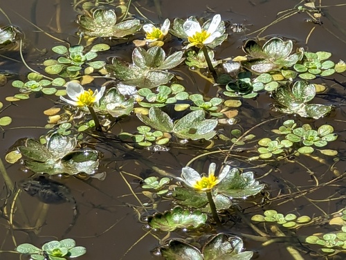 Common water-crowfoot (Ranunculus aquatilis)