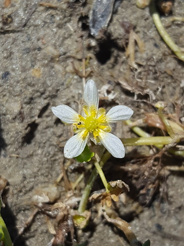 Common water-crowfoot (Ranunculus aquatilis)